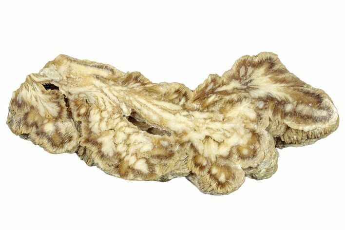 Polished Barite With Pyrite - Lubin Mine, Poland #302408